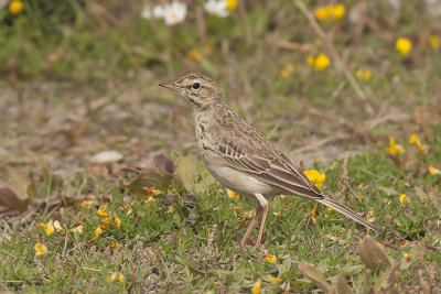 Duinpieper / Tawny Pipit