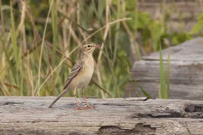 Duinpieper / Tawny Pipit