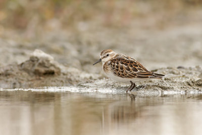 Kleine Strandloper / Little Stint