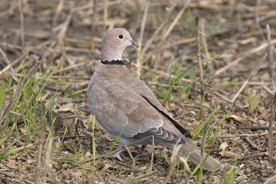 Turkse Tortel / Eurasian Collared Dove