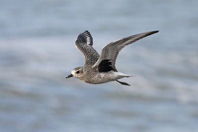 Zilverplevier / Grey Plover