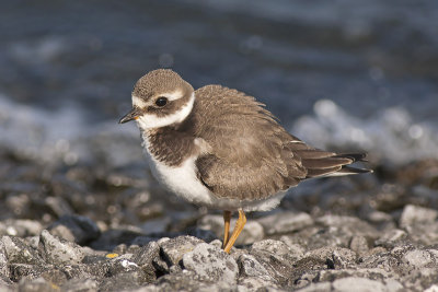 Bontbekplevier / Great Ringed Plover