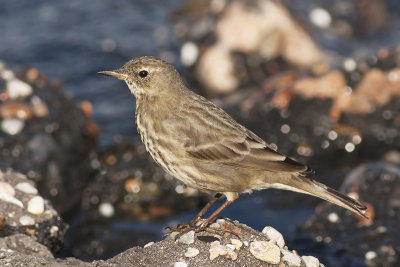 Oeverpieper / Rock Pipit