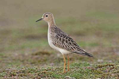 Buff-breasted Sandpiper