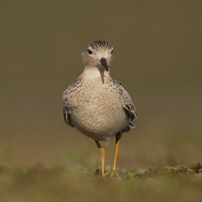 Blonde Ruiter / Buff-breasted Sandpiper