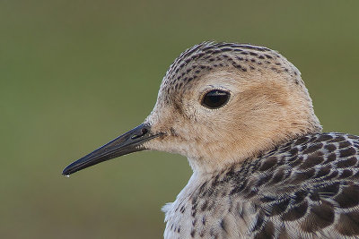 Blonde Ruiter / Buff-breasted Sandpiper
