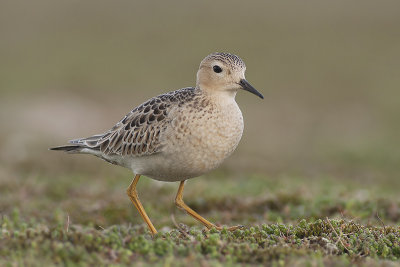 Blonde Ruiter / Buff-breasted Sandpiper