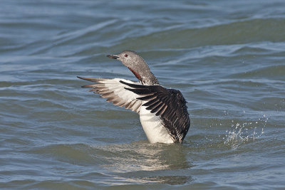 Roodkeelduiker / Red-throated Diver