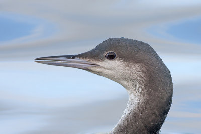 Parelduiker / Black-throated Diver