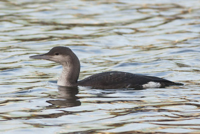 Parelduiker / Black-throated Diver