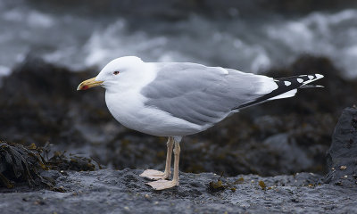 Pontische Meeuw / Caspian Gull