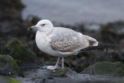 Pontische Meeuw / Caspian Gull