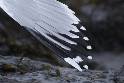 Pontische Meeuw / Caspian Gull