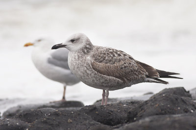 Pontische Meeuw / Caspian Gull