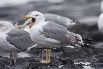 Geelpootmeeuw / Yellow-legged Gull