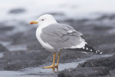 Geelpootmeeuw / Yellow-legged Gull