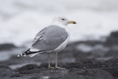 Pontische Meeuw / Caspian Gull