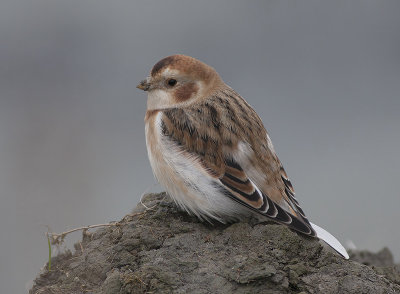 Sneeuwgors / Snow Bunting