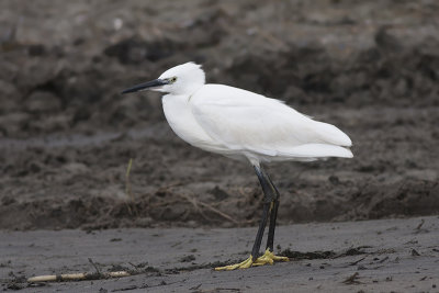 Kleine Zilverreiger / Little Egret