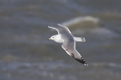 Pontische Meeuw / Caspian Gull