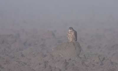 Smelleken / Merlin