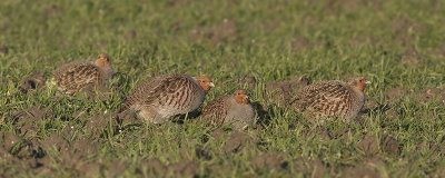 Patrijs / Grey Partridge