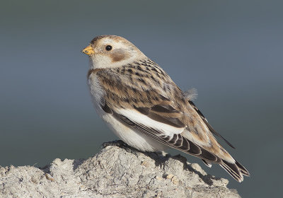Sneeuwgors / Snow Bunting