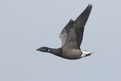 Rotgans / Brent Goose