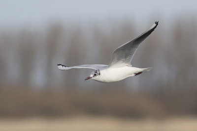 Kokmeeuw / Black-headed Gull