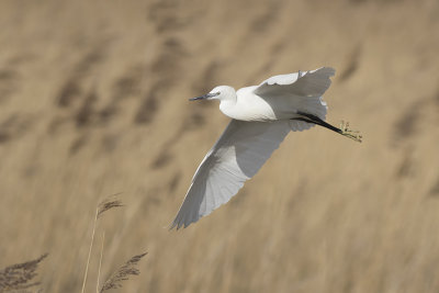 Kleine Zilverreiger / Little Egret