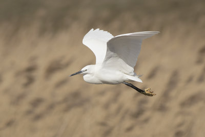 Kleine Zilverreiger / Little Egret
