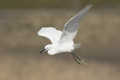 Kleine Zilverreiger / Little Egret