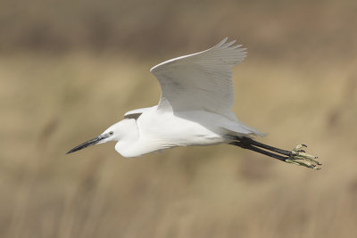 Kleine Zilverreiger / Little Egret