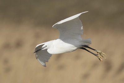 Kleine Zilverreiger / Little Egret