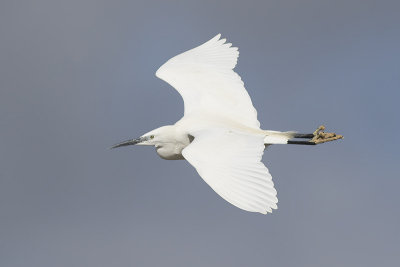 Kleine Zilverreiger / Little Egret