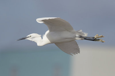 Kleine Zilverreiger / Little Egret