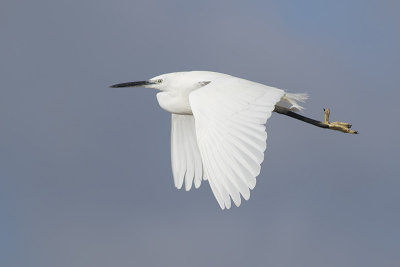 Kleine Zilverreiger / Little Egret