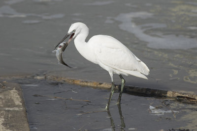 Kleine Zilverreiger / Little Egret