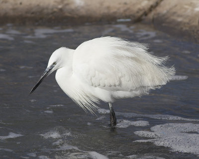 Kleine Zilverreiger / Little Egret