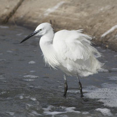 Kleine Zilverreiger / Little Egret