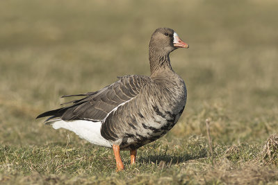 Kolgans / White-fronted Goose