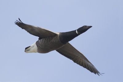 Rotgans / Brent Goose