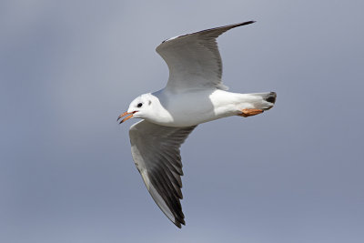 Kokmeeuw / Black-headed Gull
