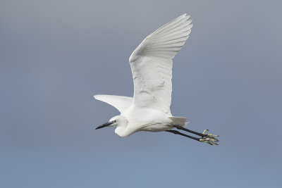 Kleine Zilverreiger / Little Egret