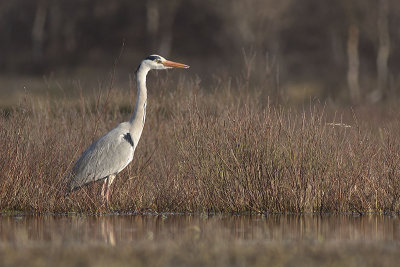 Blauwe Reiger / Grey Heron