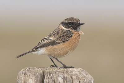 Roodborsttapuit / European Stonechat