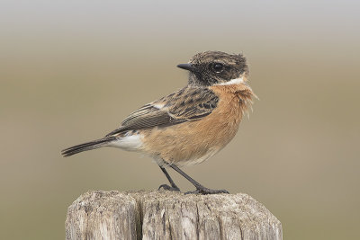 Roodborsttapuit / European Stonechat