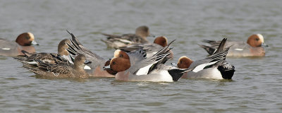 Smienten / Eurasian Wigeons