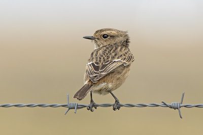 Roodborsttapuit / European Stonechat