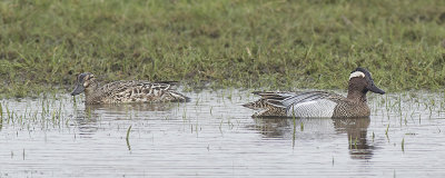 Zomertaling / Garganey